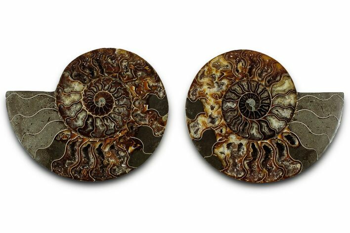 Cut & Polished, Agatized Ammonite Fossil - Madagascar #318036